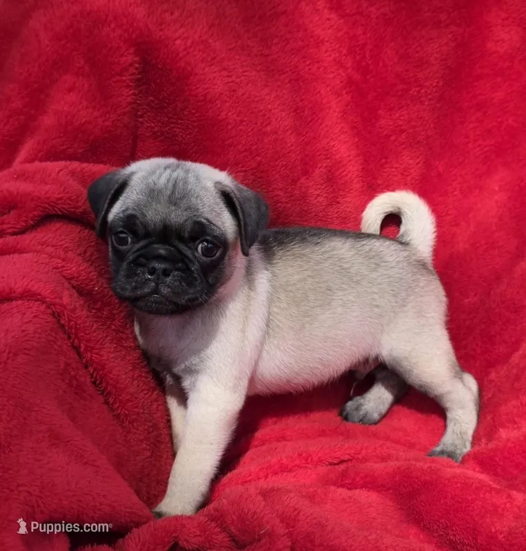 🥰 READY OCT 3 🥰