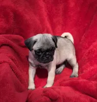 🥰 READY OCT 3 🥰, a male Pug for sale in Ocala, FL – Photo 3 of 3
