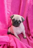 BABY GIRL 🥰, a female Pug for sale in Ocala, FL – Photo 1 of 2