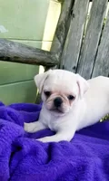 WHITE BABY BOY, a male Pug for sale in Ocala, FL – Photo 3 of 3