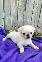 WHITE BABY BOY, a male Pug for sale in Ocala, FL – Photo 2 of 3