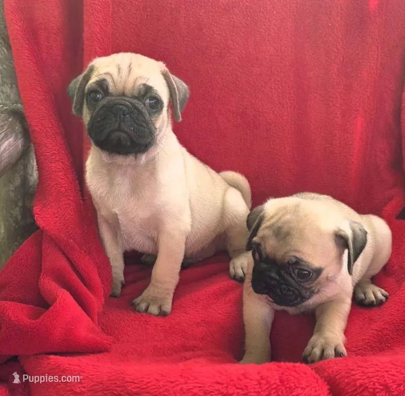 🥰 BABY GIRL 🥰 – Pug puppy for sale in Ocala, FL