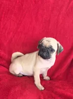 🥰 SPARKLE 🥰, a female Pug for sale in Ocala, FL – 2 of 3
