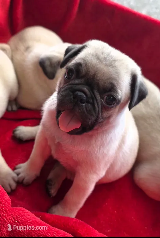🥰 BABY GIRL 🥰 – Pug puppy for sale in Ocala, FL