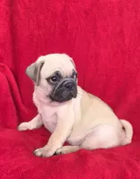 🥰 SPANKY 🥰, a male Pug for sale in Ocala, FL – 2 of 3