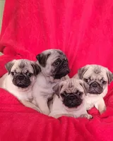 BABY BOY, a male Pug for sale in Ocala, FL – Photo 1 of 2