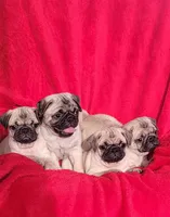 BABY BOY, a male Pug for sale in Ocala, FL – Photo 2 of 2