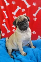 🐰 MIDAS 🐤, a male Pug for sale in Ocala, FL – Photo 1 of 4