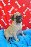 🐰 MIDAS 🐤, a male Pug for sale in Ocala, FL – Photo 2 of 4