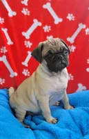 🐰 MIDAS 🐤, a male Pug for sale in Ocala, FL – Photo 4 of 4