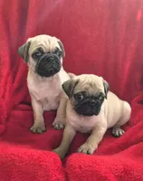 🥰 BABY GIRL 🥰, a female Pug for sale in Ocala, FL – 3 of 3