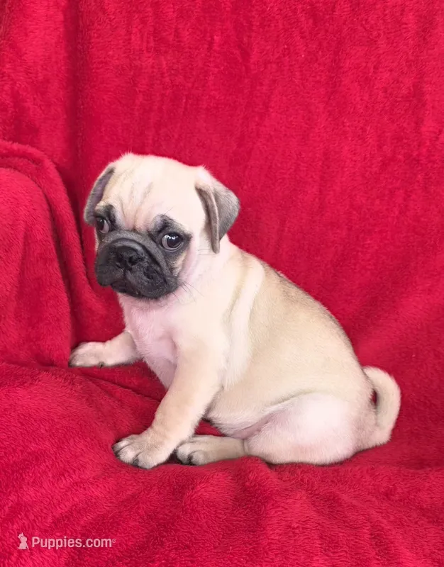 🥰 SPANKY 🥰 – Pug puppy for sale in Ocala, FL