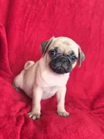🥰 SPARKLE 🥰, a female Pug for sale in Ocala, FL – 3 of 3
