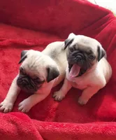 Ready Jan 16, a male Pug for sale in Ocala, FL – Photo 4 of 10