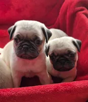 Ready Jan 16, a male Pug for sale in Ocala, FL – Photo 2 of 10