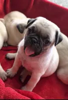 Ready Jan 16, a male Pug for sale in Ocala, FL – Photo 1 of 10