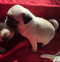 Ready Jan 16, a male Pug for sale in Ocala, FL – Photo 10 of 10