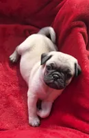 Ready Jan 16, a male Pug for sale in Ocala, FL – Photo 3 of 10