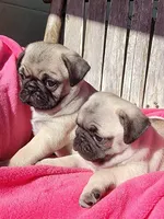 Ready May 6, a female Pug for sale in Ocala, FL – Photo 8 of 8