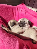 Ready May 6, a female Pug for sale in Ocala, FL – Photo 6 of 8