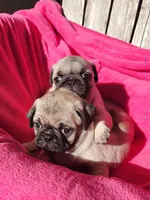 Ready May 6, a female Pug for sale in Ocala, FL – Photo 7 of 8