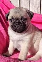 Ready May 6, a female Pug for sale in Ocala, FL – Photo 1 of 8