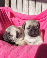 Ready May 6, a female Pug for sale in Ocala, FL – Photo 4 of 8