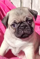 Ready May 6, a female Pug for sale in Ocala, FL – Photo 2 of 8