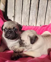 Ready May 6, a female Pug for sale in Ocala, FL – Photo 5 of 8