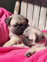 Ready May 6, a female Pug for sale in Ocala, FL – Photo 3 of 8