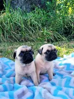 Boy & Girl (Ready July 28), a female Pug for sale in Ocala, FL – Photo 1 of 2
