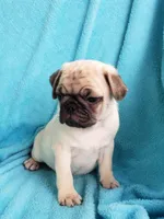 BABY BOY, a male Pug for sale in Ocala, FL – Photo 2 of 4