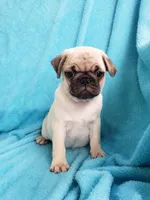 BABY BOY, a male Pug for sale in Ocala, FL – Photo 1 of 4