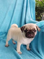 BABY BOY, a male Pug for sale in Ocala, FL – Photo 4 of 4