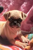 🥰 PIXIE 🥰, a male Pug for sale in Ocala, FL – Photo 1 of 3