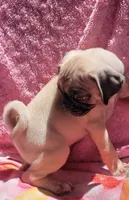 🥰 PIXIE 🥰, a male Pug for sale in Ocala, FL – Photo 3 of 3