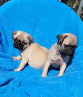 🥰 WAFFLES 🥰, a male Pug for sale in Ocala, FL – Photo 5 of 10