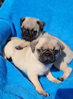 🥰 WAFFLES 🥰, a male Pug for sale in Ocala, FL – Photo 8 of 10