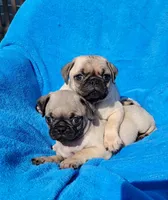 🥰 WAFFLES 🥰, a male Pug for sale in Ocala, FL – Photo 3 of 10