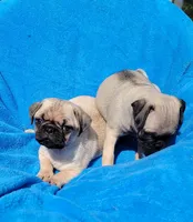 🥰 WAFFLES 🥰, a male Pug for sale in Ocala, FL – Photo 10 of 10