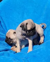🥰 WAFFLES 🥰, a male Pug for sale in Ocala, FL – Photo 6 of 10