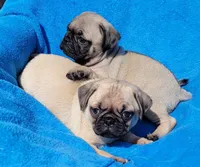 🥰 WAFFLES 🥰, a male Pug for sale in Ocala, FL – Photo 2 of 10