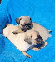 🥰 WAFFLES 🥰, a male Pug for sale in Ocala, FL – Photo 7 of 10