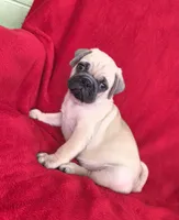 🥰 SPANKY 🥰, a male Pug for sale in Ocala, FL – 3 of 3