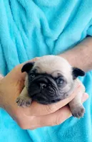 Baby Girl, a female Pug for sale in Ocala, FL – Photo 2 of 3