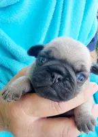 Baby Girl, a female Pug for sale in Ocala, FL – Photo 3 of 3