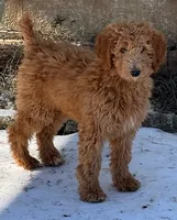 Copper - Moyen, a male Poodle - Miniature  for sale in Waco, TX – Photo 1 of 2