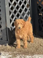 Copper - Moyen, a male Poodle - Miniature  for sale in Waco, TX – Photo 2 of 2