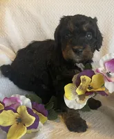 Janice, a female Bernedoodle for sale in Milford, MI – Photo 2 of 4