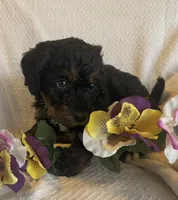 Janice, a female Bernedoodle for sale in Milford, MI – Photo 4 of 4